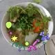 Trung Dương