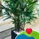 Cindy Nhân