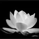 Thuy Bui