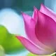 Thu Hien