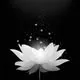 Huong Truong