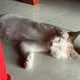 HẠnh Hạnh